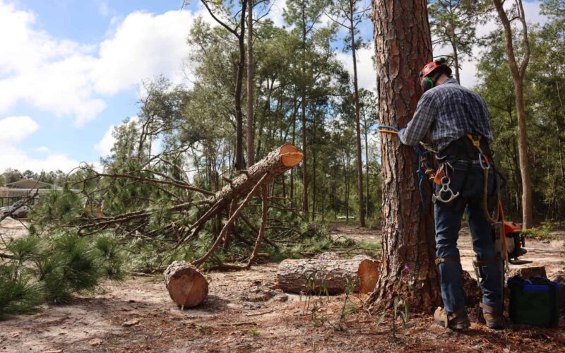tree-service-lake-city-fl (37)